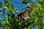 20th Apr 2020 - Elusive Butterfly ~    