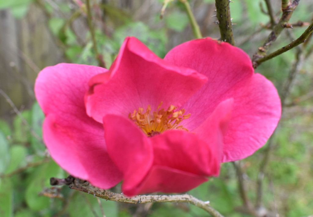 My rosebush is blooming! by homeschoolmom