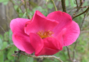 19th Apr 2020 - My rosebush is blooming!