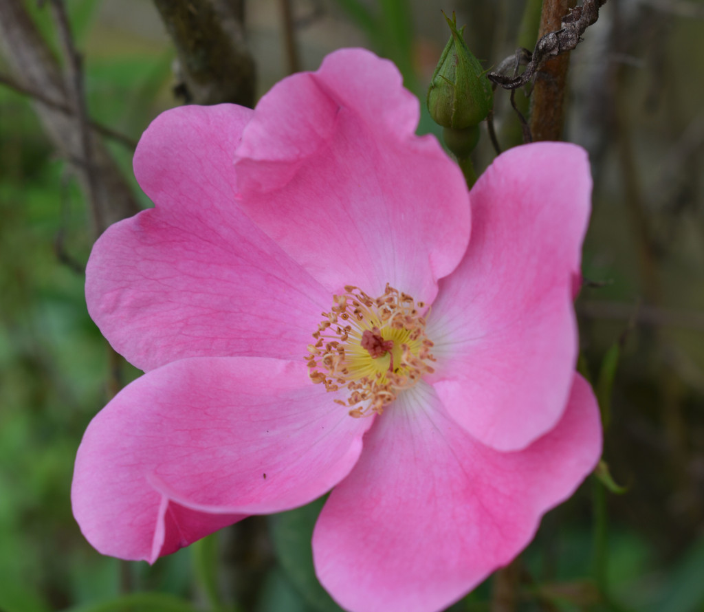 PINK rose from my yard by homeschoolmom
