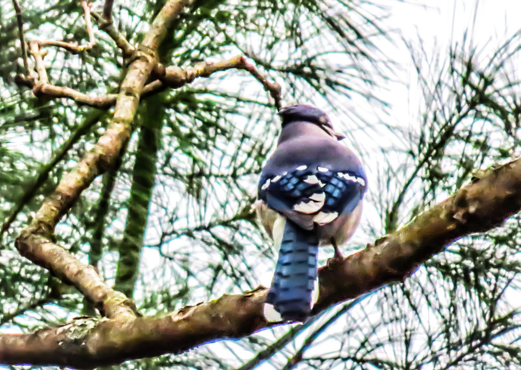 Blue Jay on an Oak Branch by mzzhope