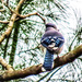 Blue Jay on an Oak Branch by mzzhope