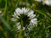 19th Apr 2020 - Let's hear it for the common daisy.......