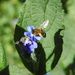 Honeybee by arkensiel