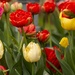 Beautiful display of tulips my garden by bizziebeeme