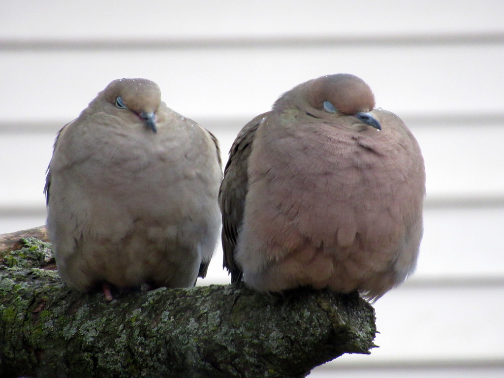 Mourning doves sleeping in the rain by bruni