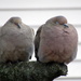 Mourning doves sleeping in the rain by bruni