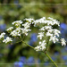 Cow Parsley or Anthriscus sylvestris by judithdeacon