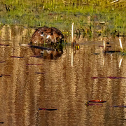 19th Apr 2020 - muskrat among the lily pads