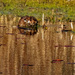 muskrat among the lily pads by rminer
