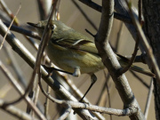 19th Apr 2020 - Ruby-crowned kinglet
