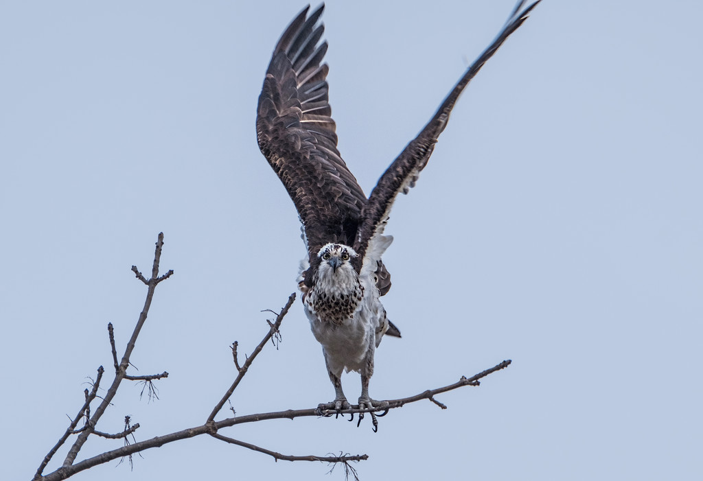 Osprey by tosee