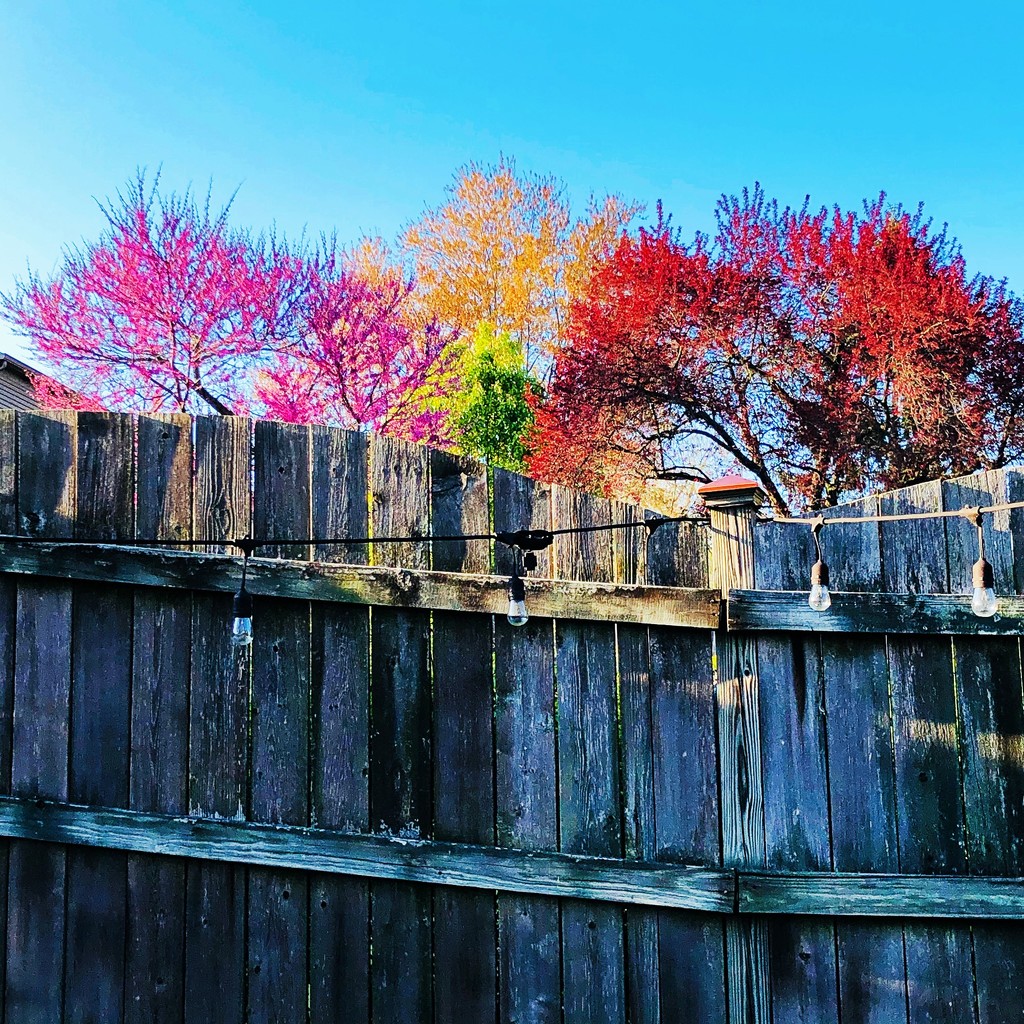 Our Fence & The Trees! by yogiw