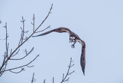 19th Apr 2020 - Osprey in Flight