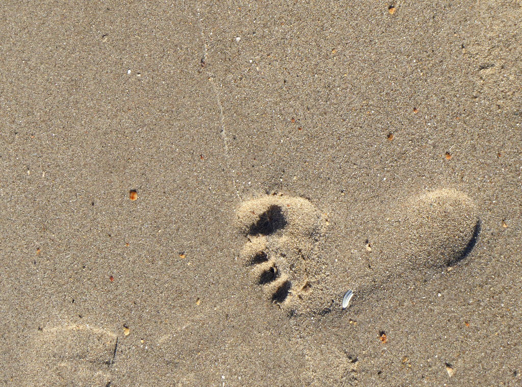 Little footprint on the beach by frequentframes