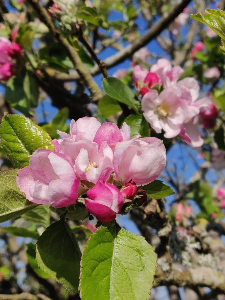 Apple blossom by jmdspeedy