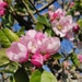 Apple blossom by jmdspeedy