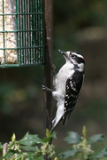 19th Apr 2020 - Downy Woodpecker