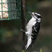 Downy Woodpecker by lsquared