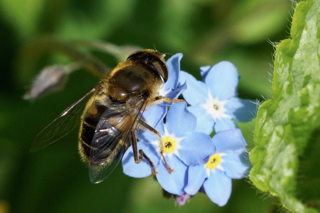 HOVER-FLY ON FORGET- ME -NOTS by markp