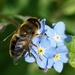HOVER-FLY ON FORGET- ME -NOTS by markp
