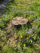 14th Apr 2020 - A circle of Bluebells