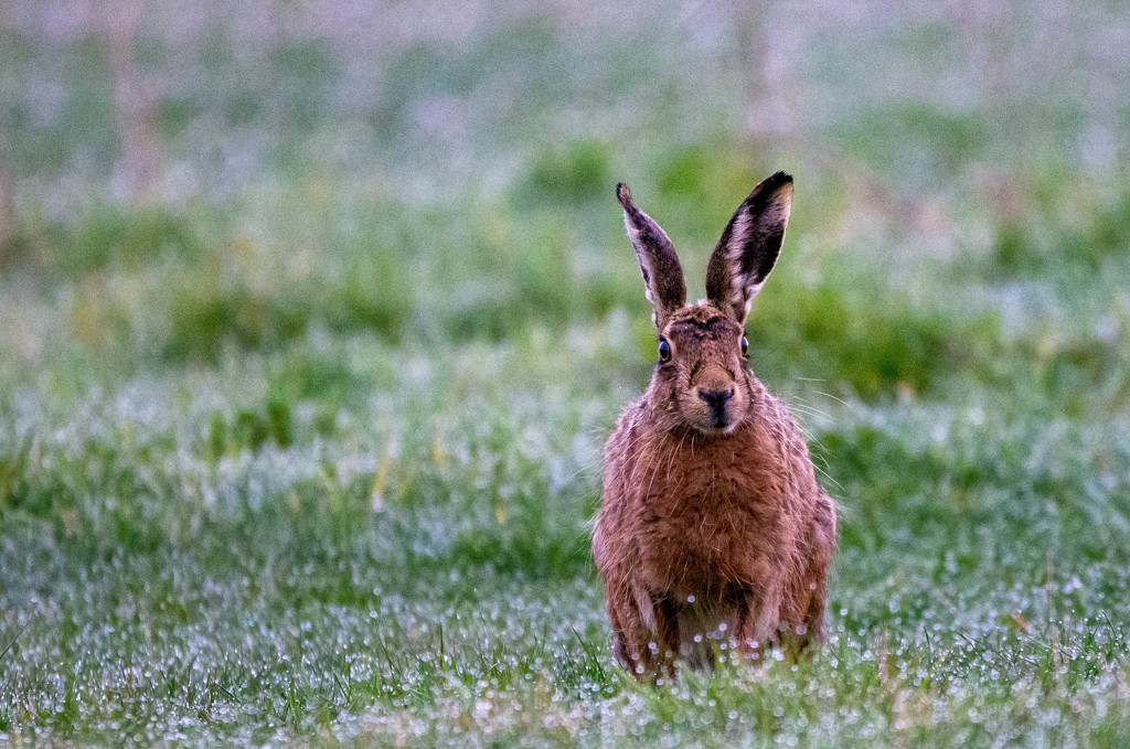 What's going on Hare then? by stevejacob