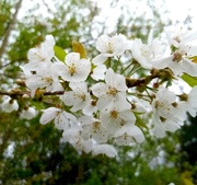 18th Apr 2020 - Hedgerow Blossom