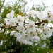 Hedgerow Blossom by filsie65