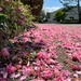 Pink carpet.  by cocobella