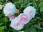 19th Apr 2020 - Roses at Hampton Park