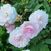 Roses at Hampton Park by congaree