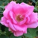 Rose, Hampton Park by congaree