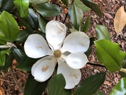 19th Apr 2020 - Magnolia in full bloom