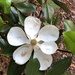 Magnolia in full bloom by congaree