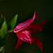 red tulip by marijbar