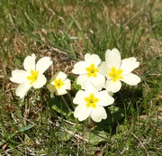 18th Apr 2020 - Dad's primroses 