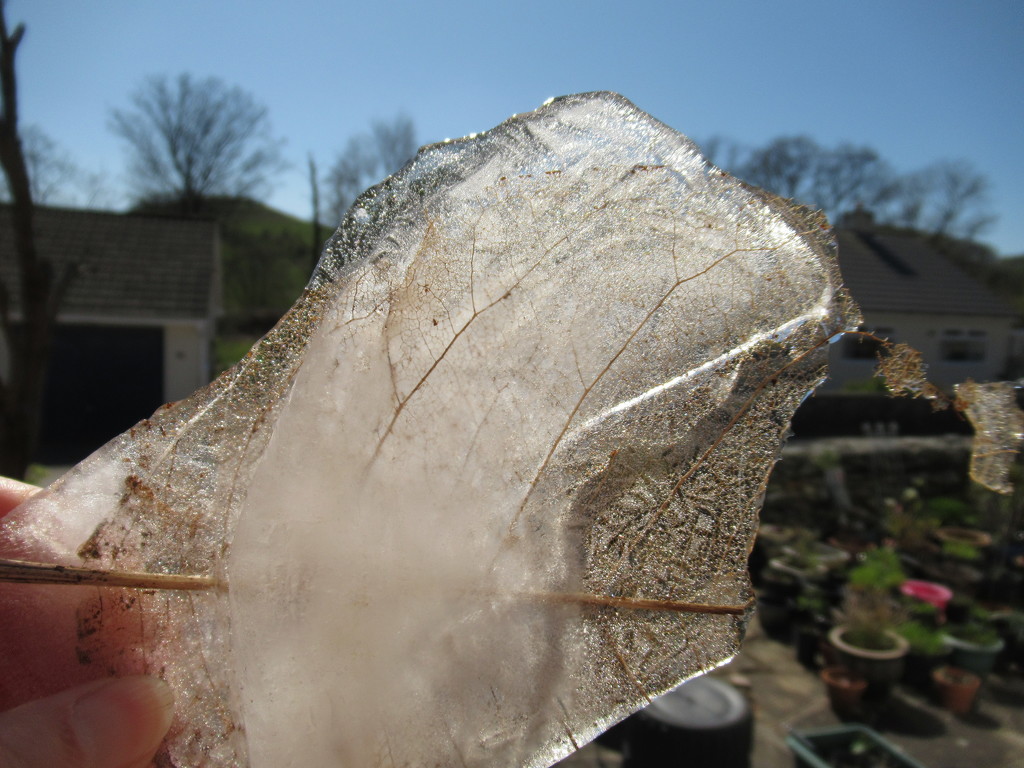 ice leaf by anniesue