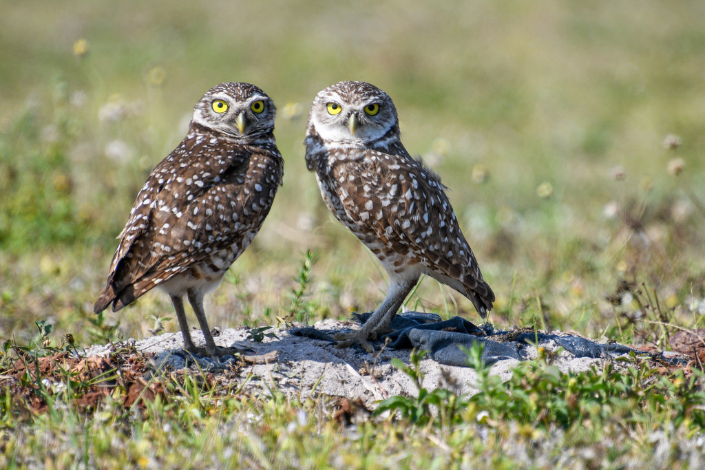 Burrowing Owls by danette