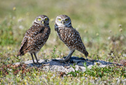 19th Apr 2020 - Burrowing Owls