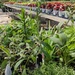 Plant Shopping by photogypsy