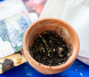 19th Apr 2020 - Seeds sprouting
