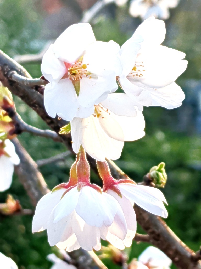 Japanese Cherry Blossom by photogypsy