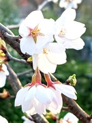 19th Apr 2020 - Japanese Cherry Blossom