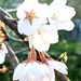 Japanese Cherry Blossom by photogypsy