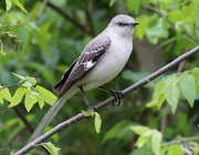 19th Apr 2020 - Tennessee State Bird