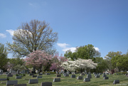 18th Apr 2020 - Calvary Cemetery