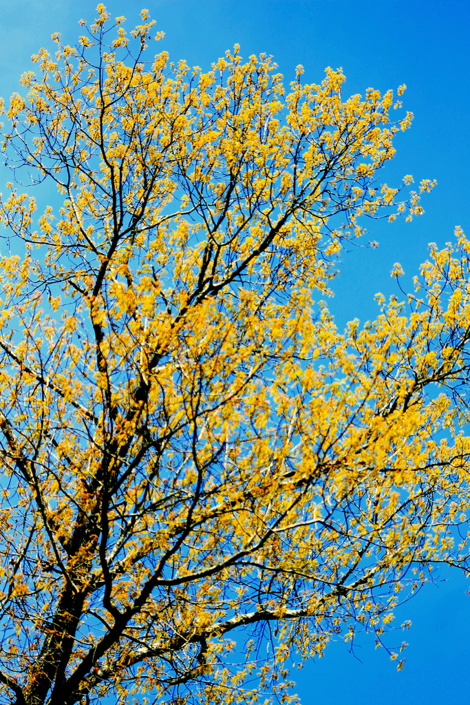 Yellow tree by vernabeth