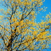 Yellow tree by vernabeth