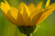 22nd Apr 2020 - Yellow flower